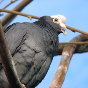 White-crowned Pigeon